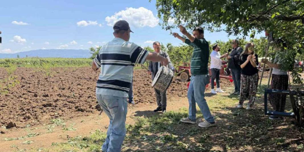 İlk hasat davul zurna ile yapıldı! Kilosu 120 TL’den satışa çıkacak 3